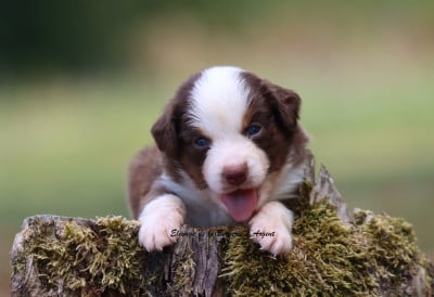 Les chiots de Berger Américain Miniature 