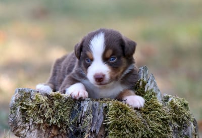 Les chiots de Berger Américain Miniature 