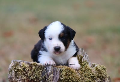 Les chiots de Berger Américain Miniature 