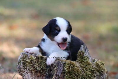 Les chiots de Berger Américain Miniature 