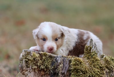 Les chiots de Berger Américain Miniature 