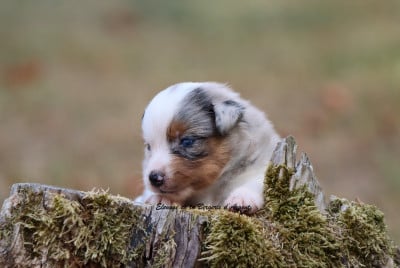 Les chiots de Berger Américain Miniature 