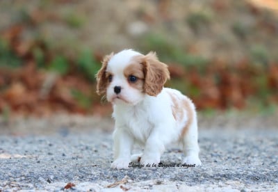 Les chiots de Cavalier King Charles Spaniel