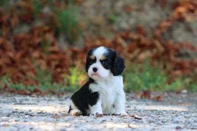 Les chiots de Cavalier King Charles Spaniel