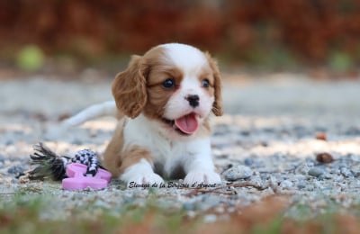 Les chiots de Cavalier King Charles Spaniel