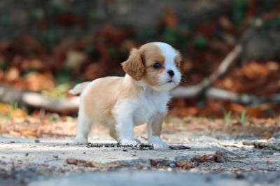 Les chiots de Cavalier King Charles Spaniel