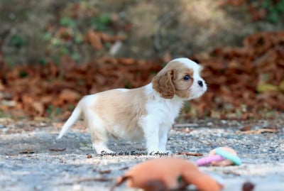 Les chiots de Cavalier King Charles Spaniel