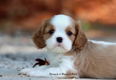 Les chiots de Cavalier King Charles Spaniel