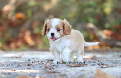 Les chiots de Cavalier King Charles Spaniel