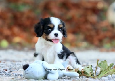 Les chiots de Cavalier King Charles Spaniel