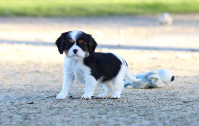 Les chiots de Cavalier King Charles Spaniel