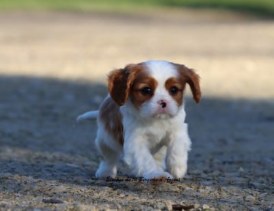 Les chiots de Cavalier King Charles Spaniel