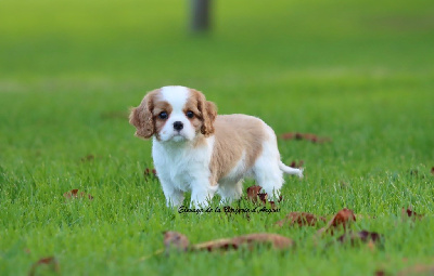 Les chiots de Cavalier King Charles Spaniel