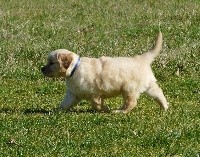 de la bergerie d'argent - Golden Retriever - Portée née le 31/10/2018