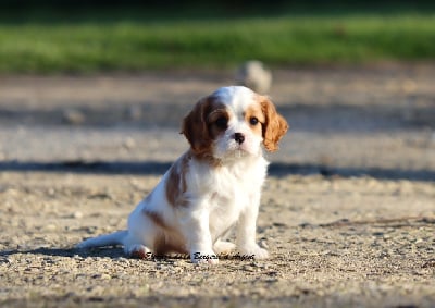 Les chiots de Cavalier King Charles Spaniel