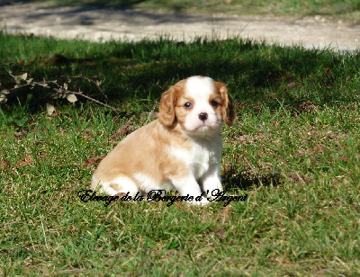 Les chiots de Cavalier King Charles Spaniel