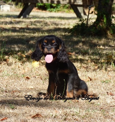 Les chiots de Cavalier King Charles Spaniel
