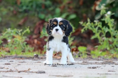 Les chiots de Cavalier King Charles Spaniel