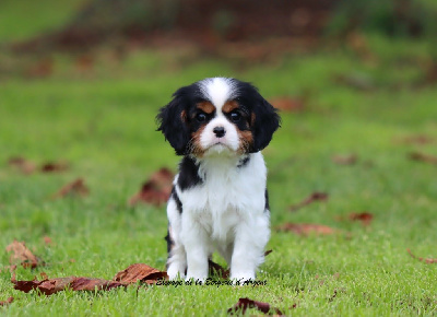 Cavalier King Charles Spaniel