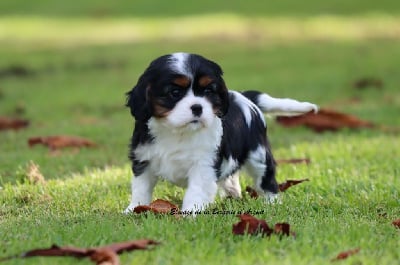 Les chiots de Cavalier King Charles Spaniel