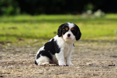Les chiots de Cavalier King Charles Spaniel