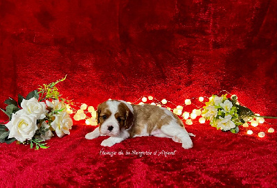 Les chiots de Cavalier King Charles Spaniel