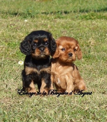 Cavalier King Charles Spaniel - de la bergerie d'argent