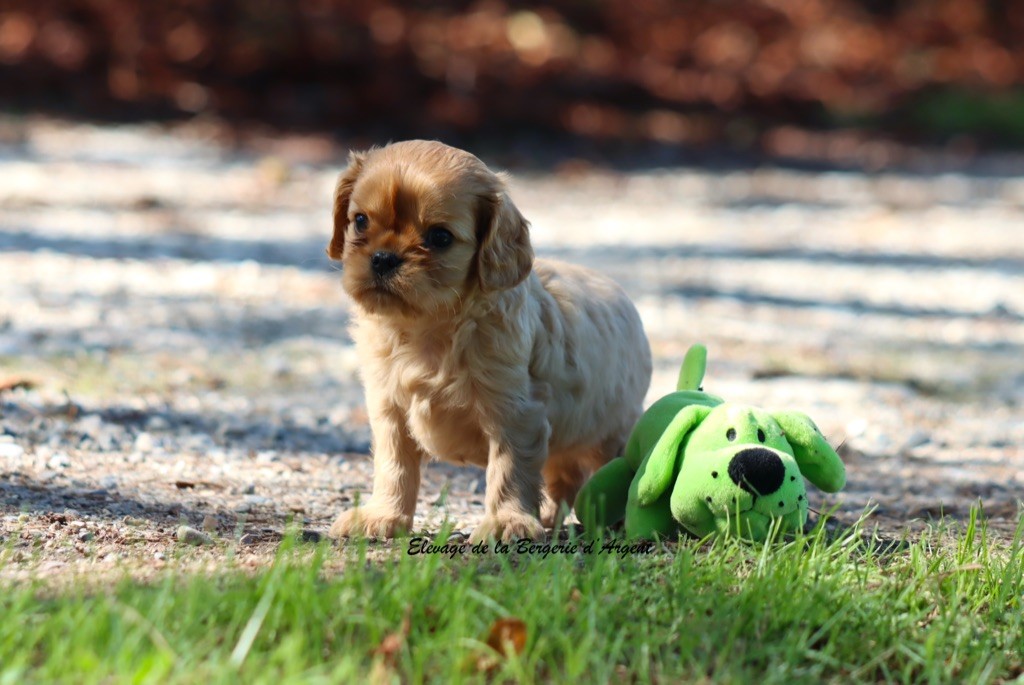 A... de la Bergerie d'Argent