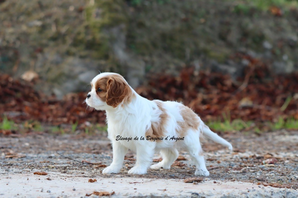 Amande de la Bergerie d'Argent