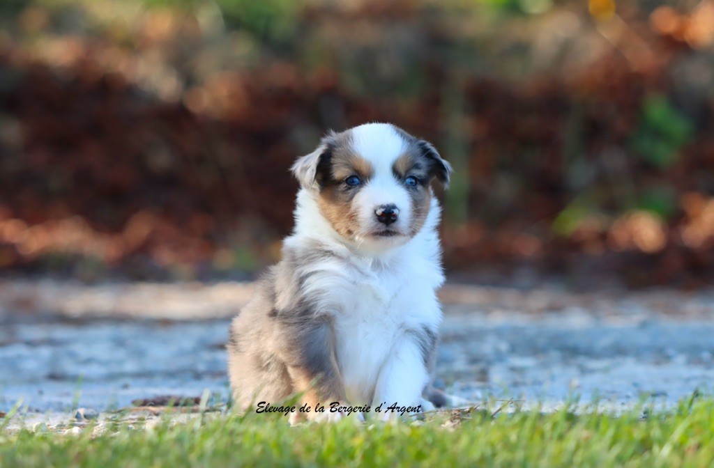 A... de la Bergerie d'Argent