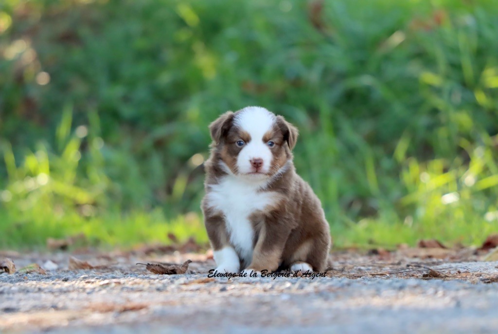 A... de la Bergerie d'Argent