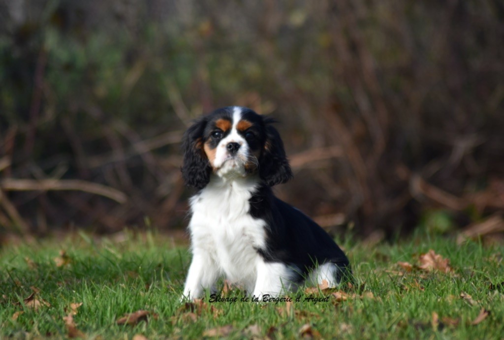 Villow de la Bergerie d'Argent