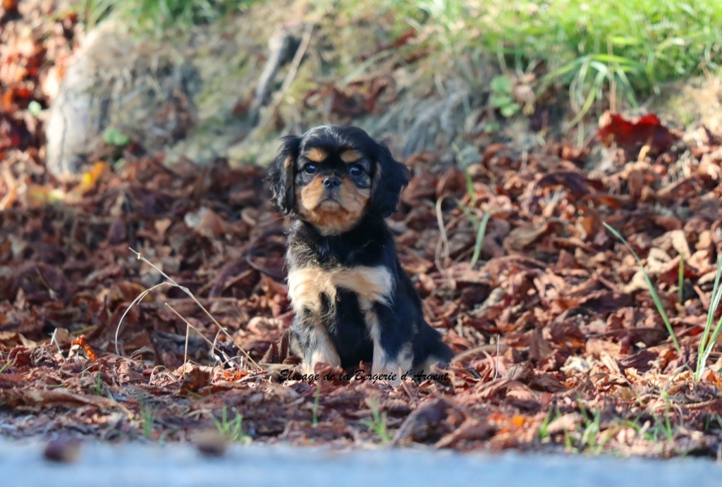 Alyzée de la Bergerie d'Argent