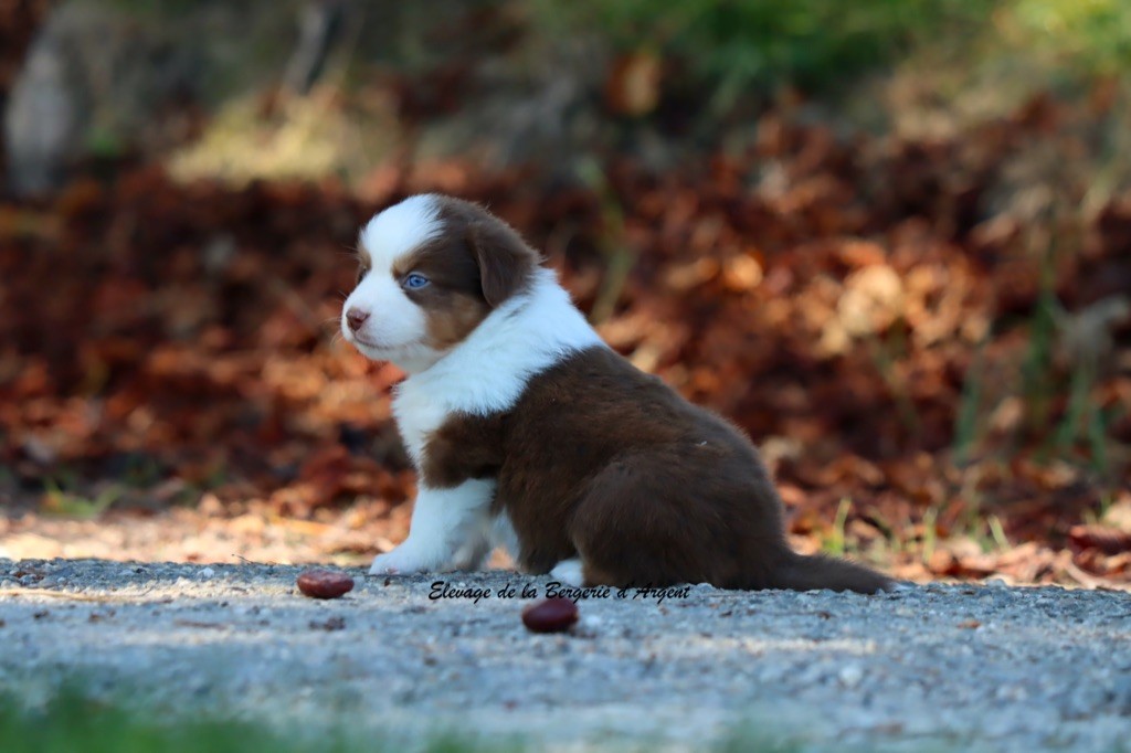 A... de la Bergerie d'Argent