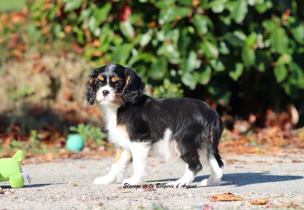 Athéna de la Bergerie d'Argent