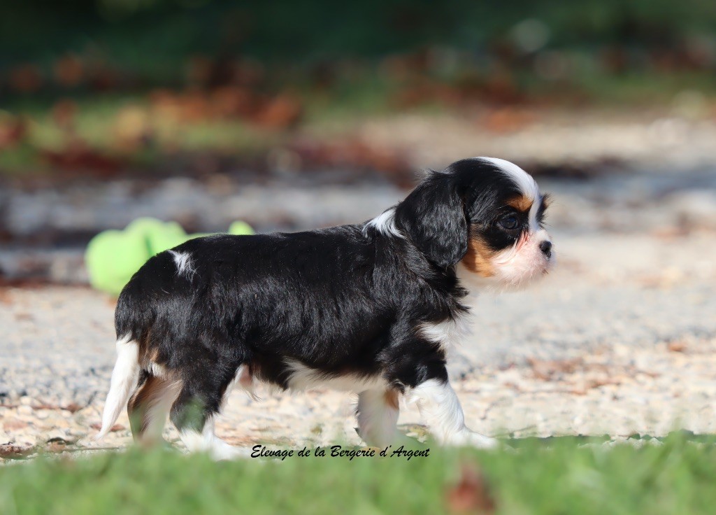 A... de la Bergerie d'Argent