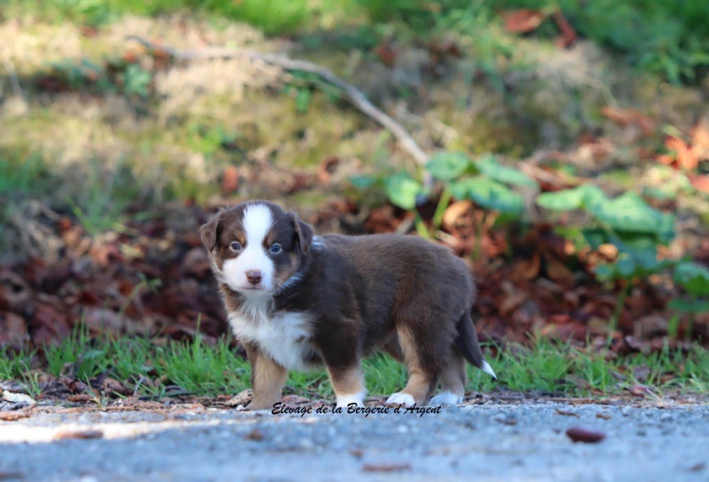 A... de la Bergerie d'argent