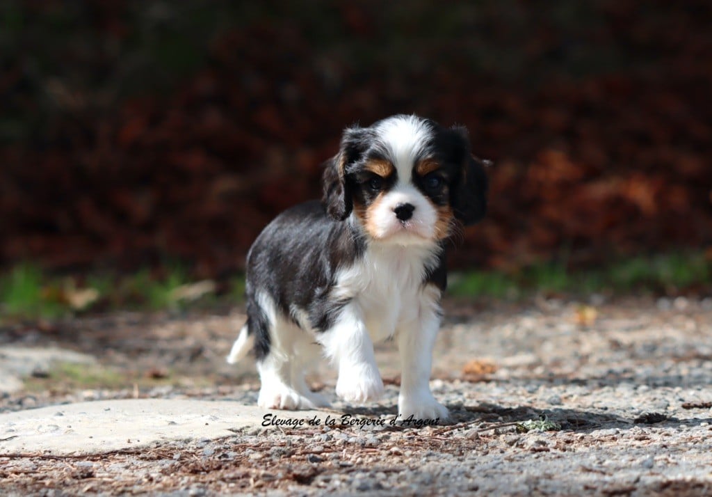 Armani de la Bergerie d'Argent