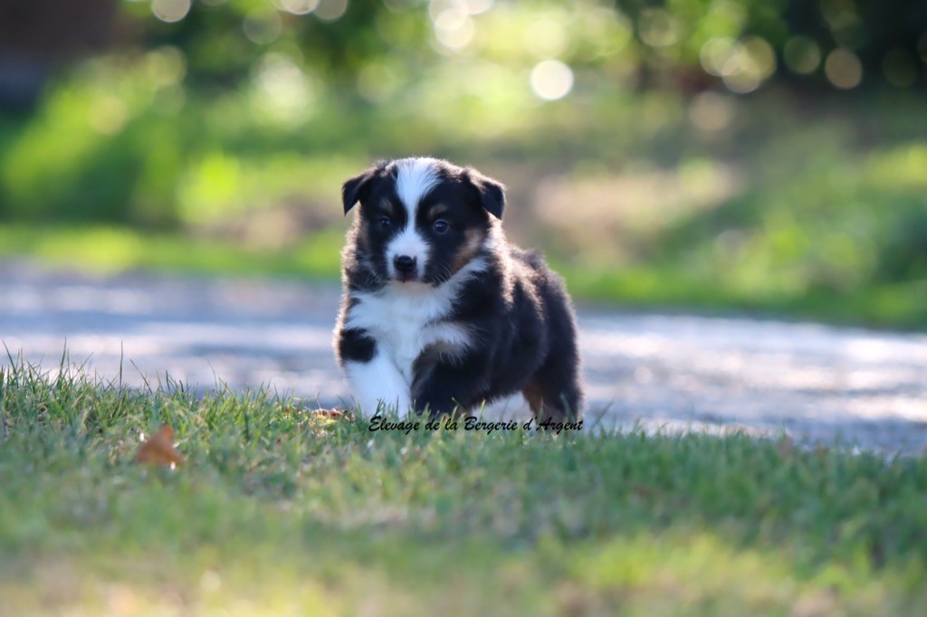 A... de la Bergerie d'Argent