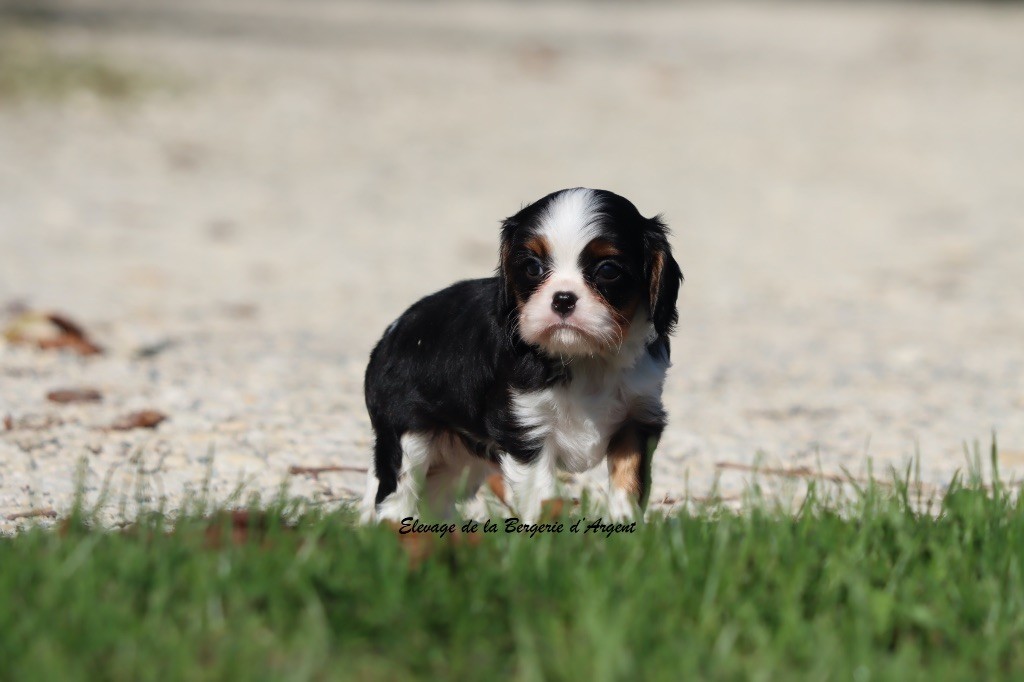 A... de la Bergerie d'Argent