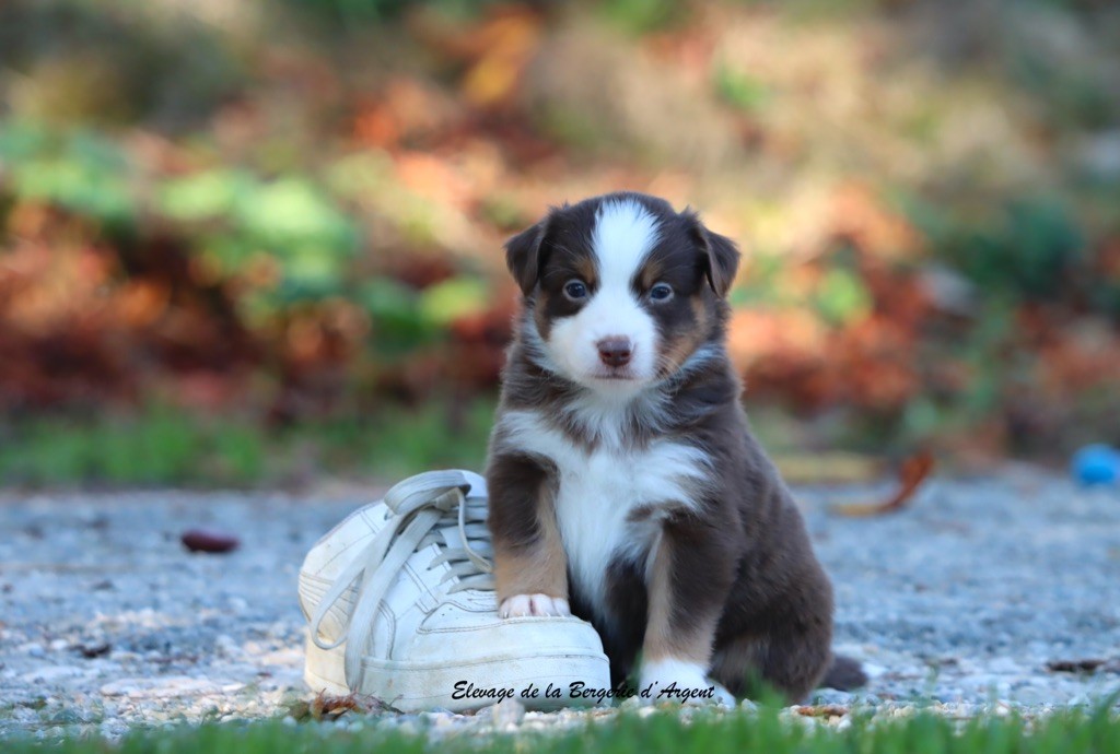 A... de la Bergerie d'argent