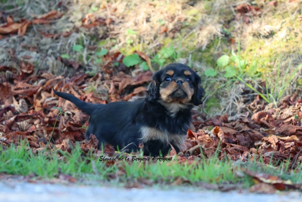 Appy de la Bergerie d'Argent
