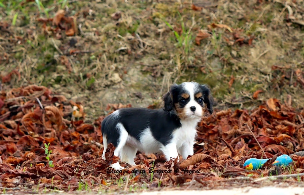 Arya de la Bergerie d'Argent