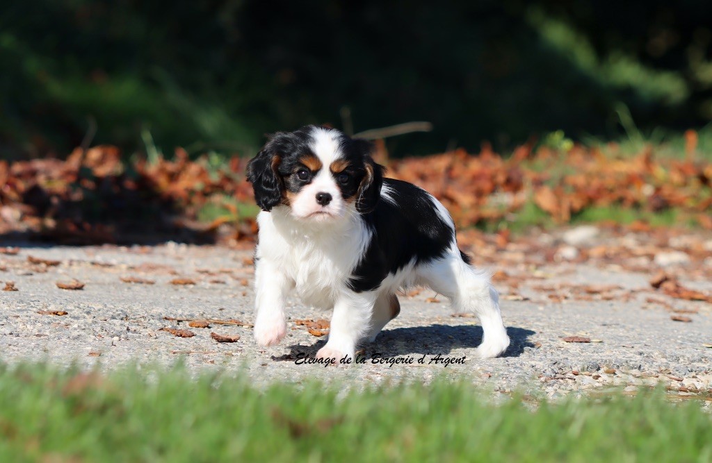 A... de la Bergerie d'Argent