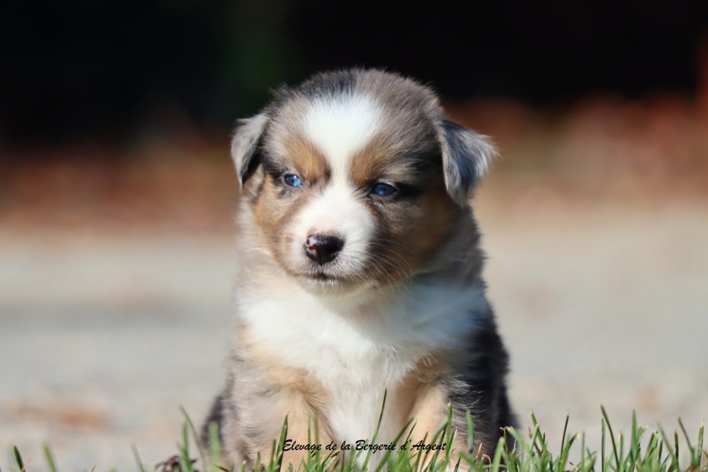 A... de la Bergerie d'Argent