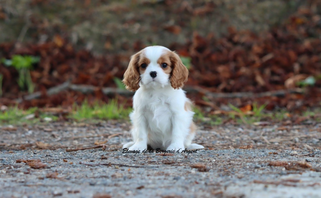 Altesse de la Bergerie d'Argent