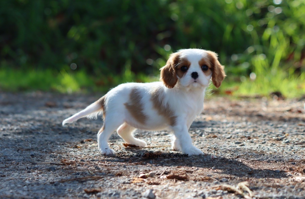 Ashoka de la Bergerie d'Argent