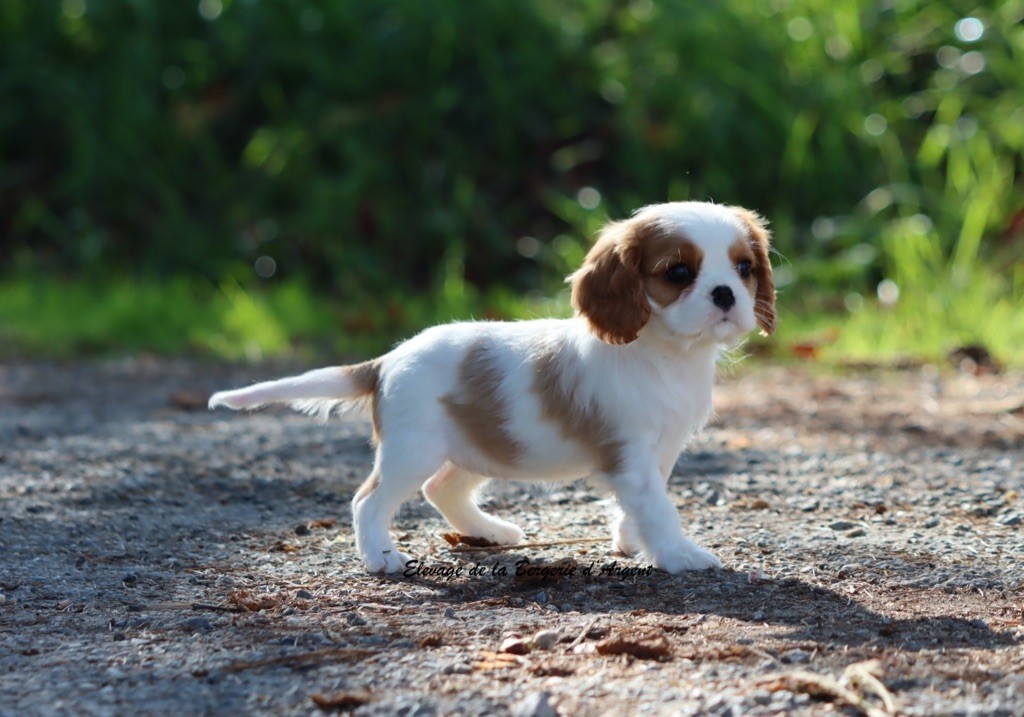 Ashoka de la Bergerie d'Argent