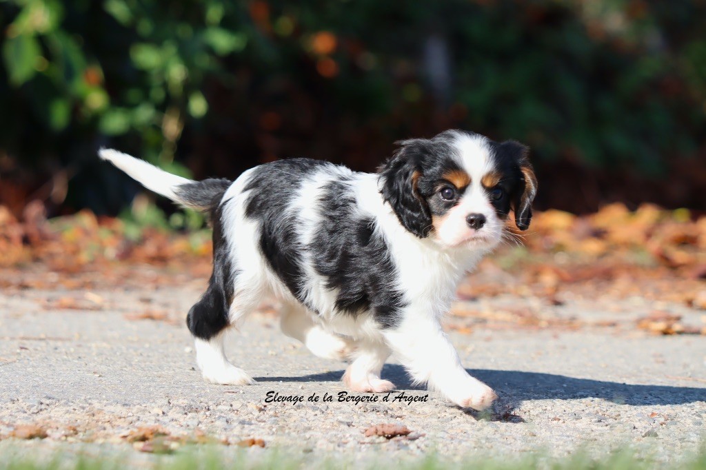 A... de la Bergerie d'Argent