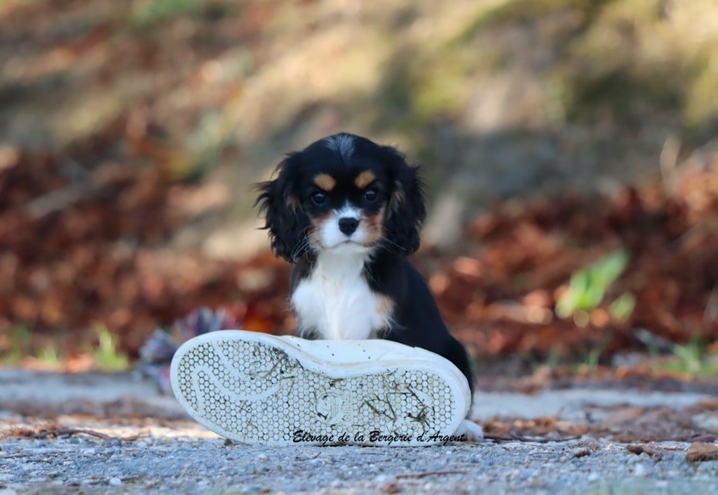 Avaé de la Bergerie d'Argent
